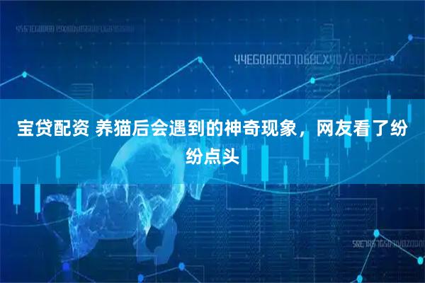 宝贷配资 养猫后会遇到的神奇现象，网友看了纷纷点头